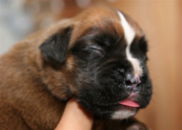 du domaine des Coteaux - Boxer - Portée née le 12/12/2009